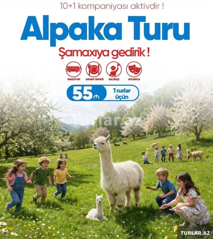 Şamaxı İsmayıllı Alpaka Turu Şamaxı İsmayıllı Alpaka Turu