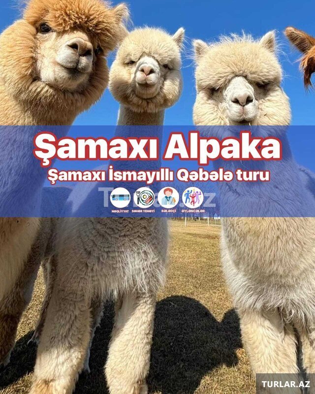 Şamaxı Alpaca – Qəbələ Lavanda turu Şamaxı Alpaca – Qəbələ Lavanda turu