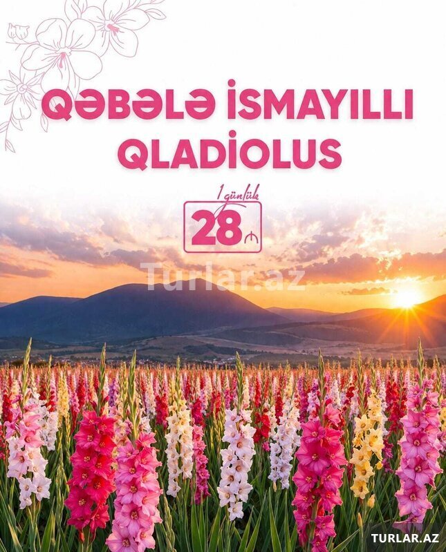 İsmayıllı Qəbələ Qladiolus Turu İsmayıllı Qəbələ Qladiolus Turu